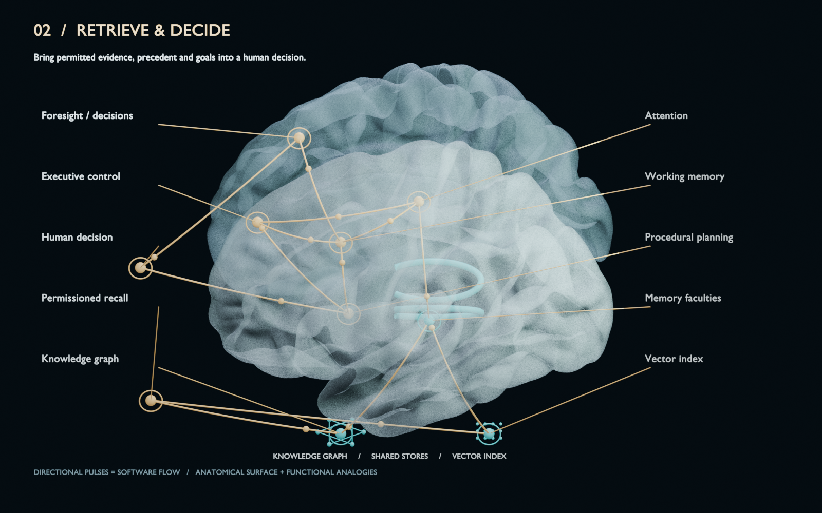 Anatomical cortical surface with labeled memory and decision pathways